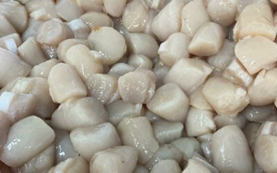 Excellent size from the latest batch of Bay Scallops that came up this morning from the Vineyard. Enjoy some while you can…..it’s an unpredictable season!