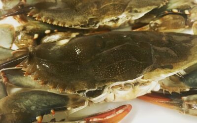 Soft Shell Crabs are here! First of the season. We offer them fresh in the fish case or try our delicious Soft Shell Crab Sandwich.