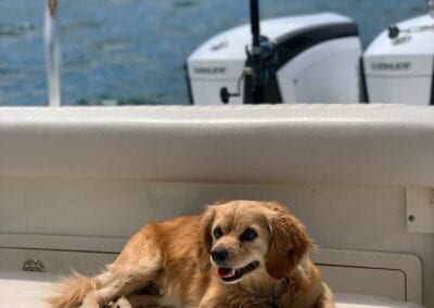 dog on board
